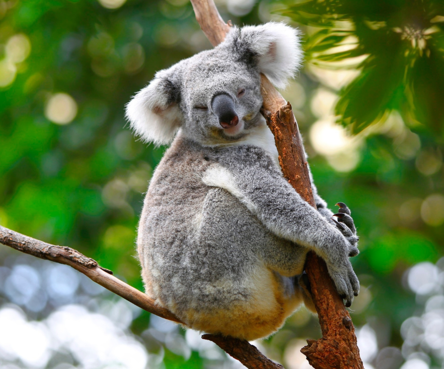 Koala